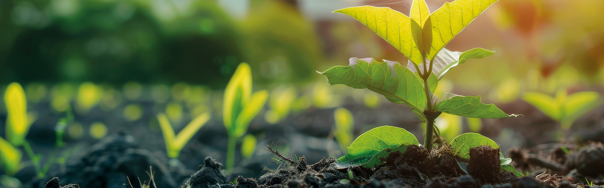 Uma cúpula em prol de seguros sustentáveis diante de riscos climáticos